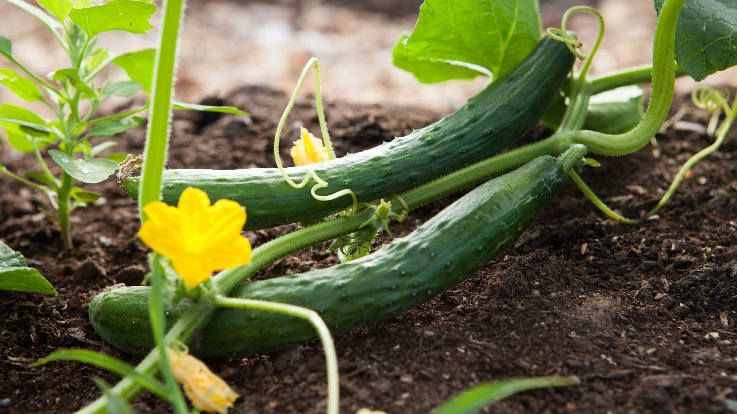 what to do with cucumbers from the garden 1