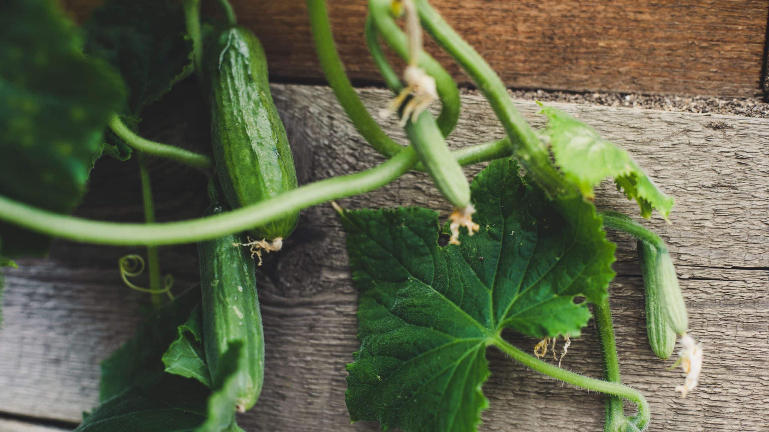 what to do with cucumbers from the garden 2