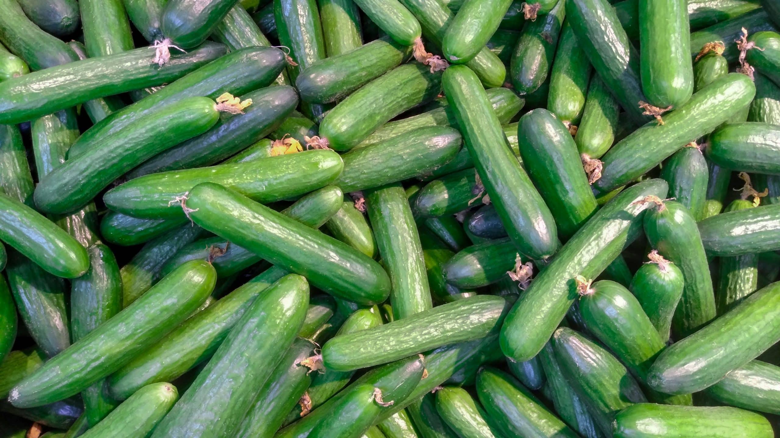 what to do with cucumbers from the garden - Featured Image