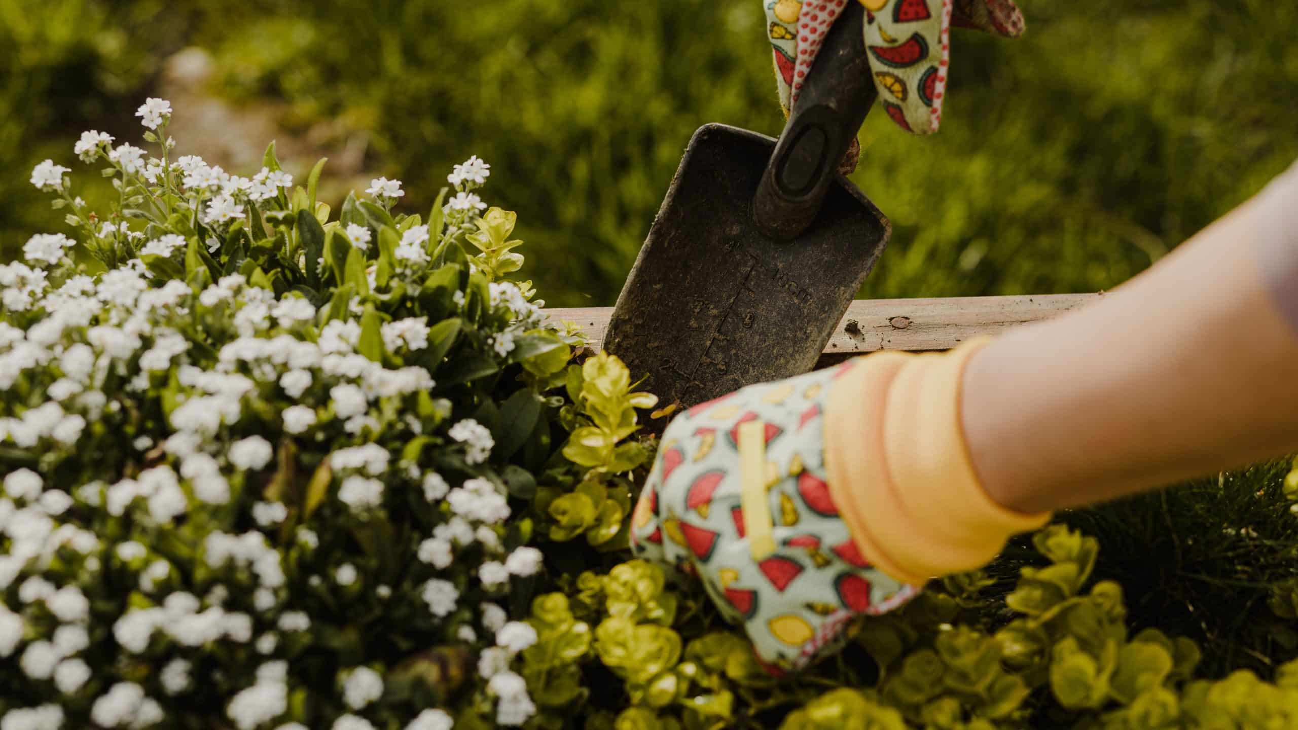 when to add manure to vegetable garden 1