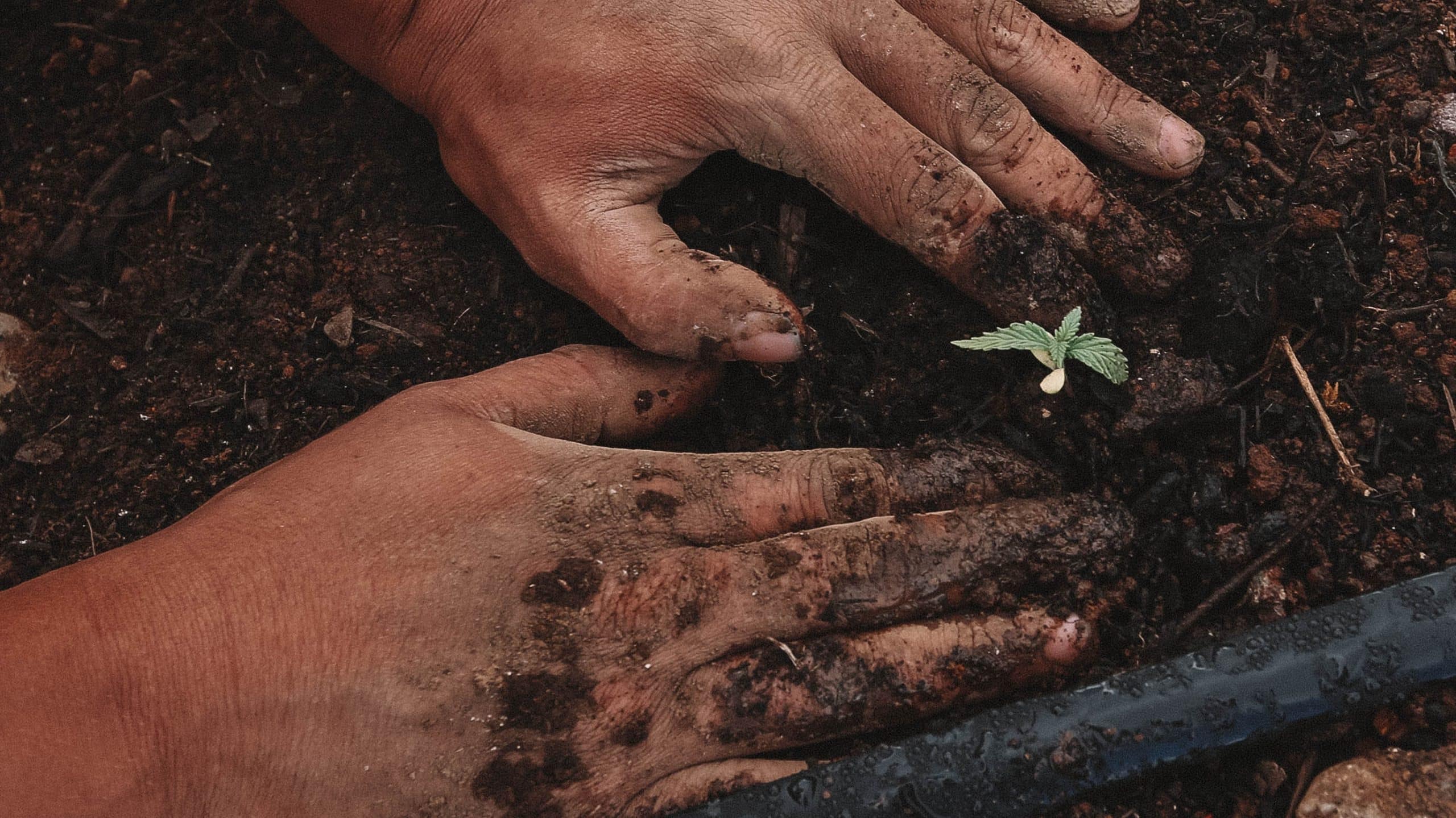 when to add manure to vegetable garden 2