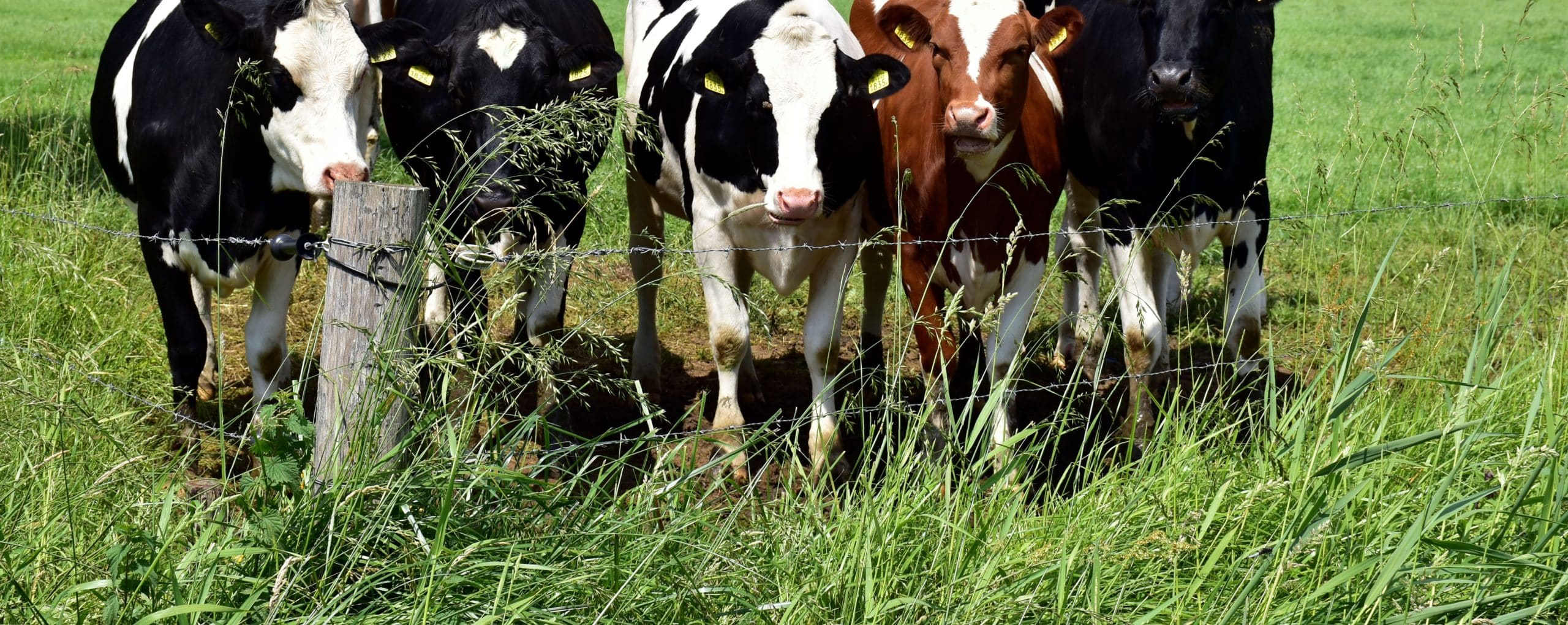 when to add manure to vegetable garden - Featured Image